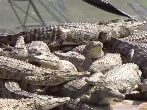 hermes crocodile death scene|hermes alligators in concrete pits.